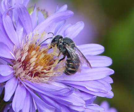 صورة Stelis punctulatissima (Kirby 1802)