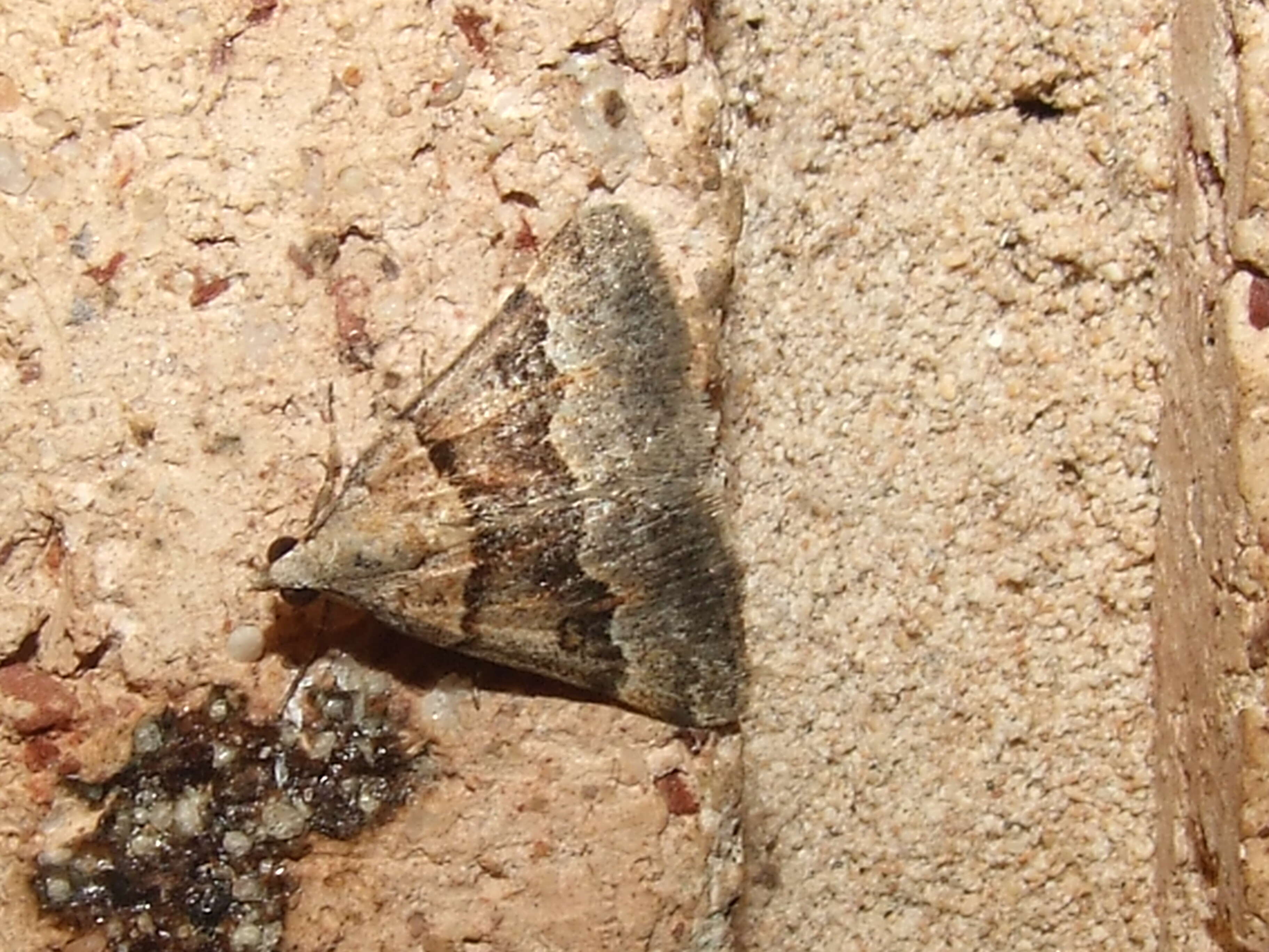 Plancia ëd Dichromodes