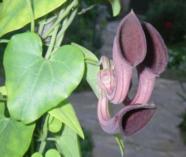 Image of Andalusian Dutchman's Pipe