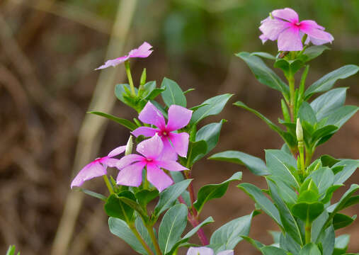 Image of periwinkle