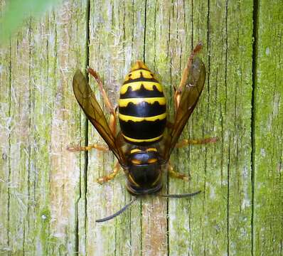 Image of Dolichovespula