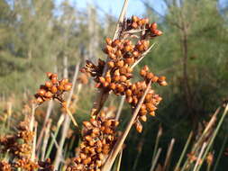 Image of spiny rush