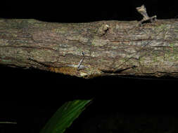 Image of helmet lizards