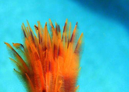 Image of European fan worm