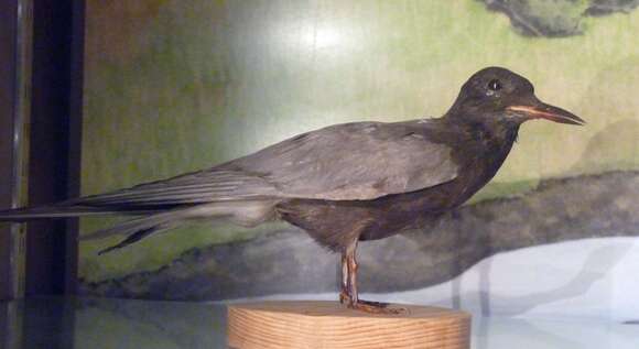 Image of Black Tern