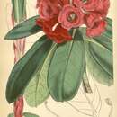 Image de Rhododendron hookeri Nutt.