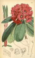 صورة Rhododendron hookeri Nutt.