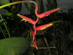 Image of Heliconia marginata (Griggs) Pittier