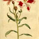 Image of Lily of the Incas