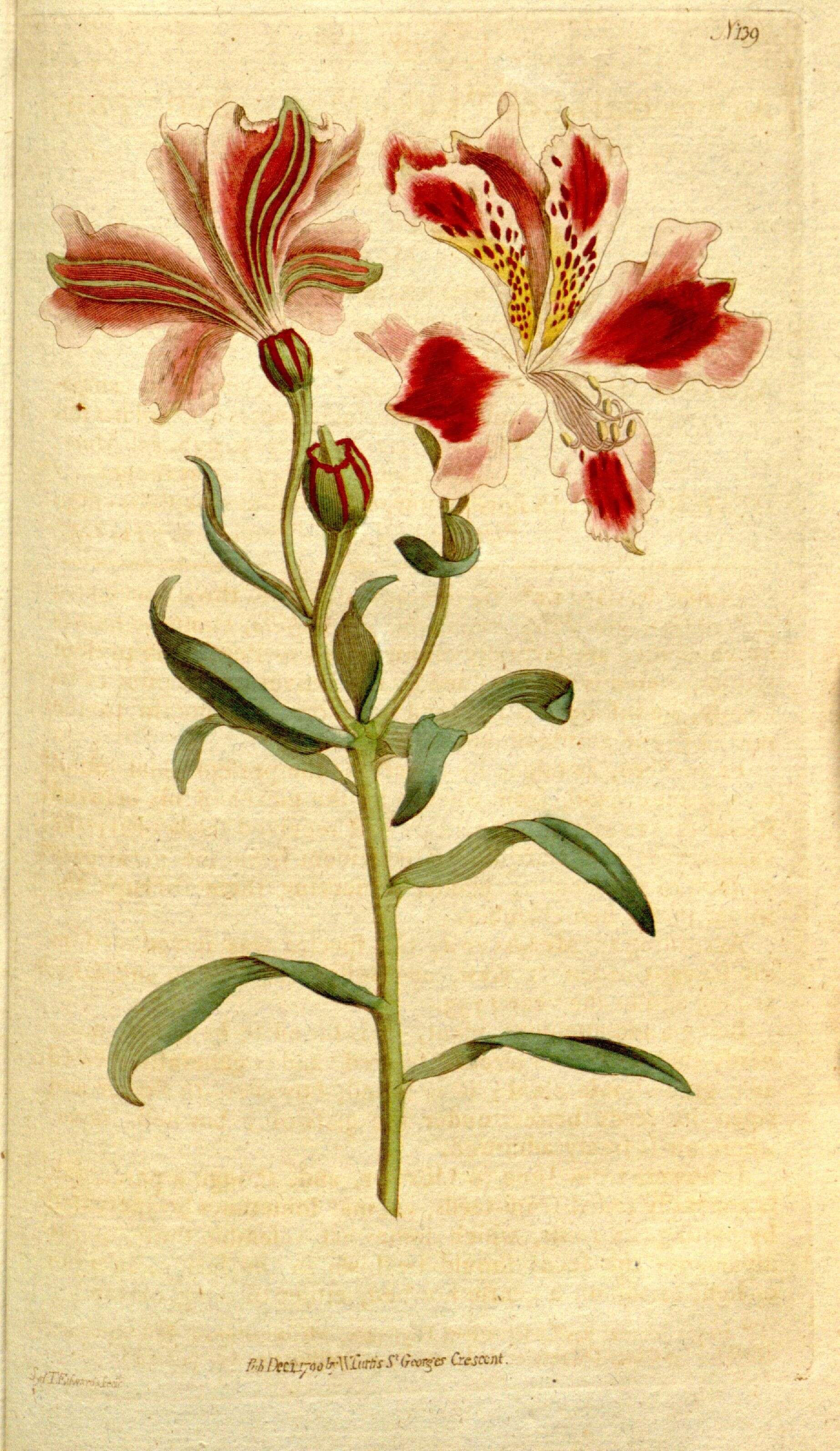 Image of lily of the Incas