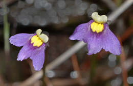 Image of Utricularia benthamii P. Taylor