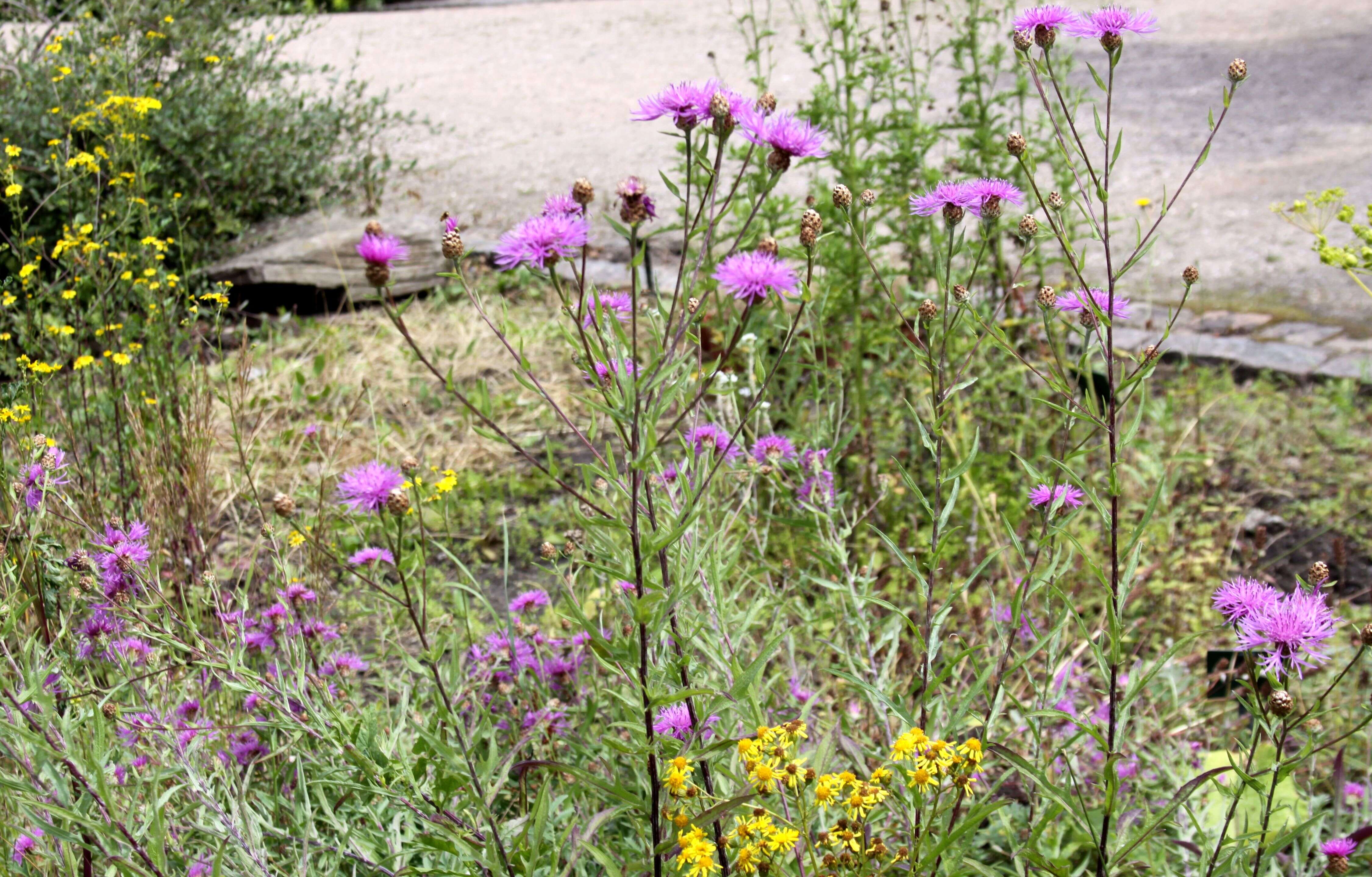 Image of knapweed