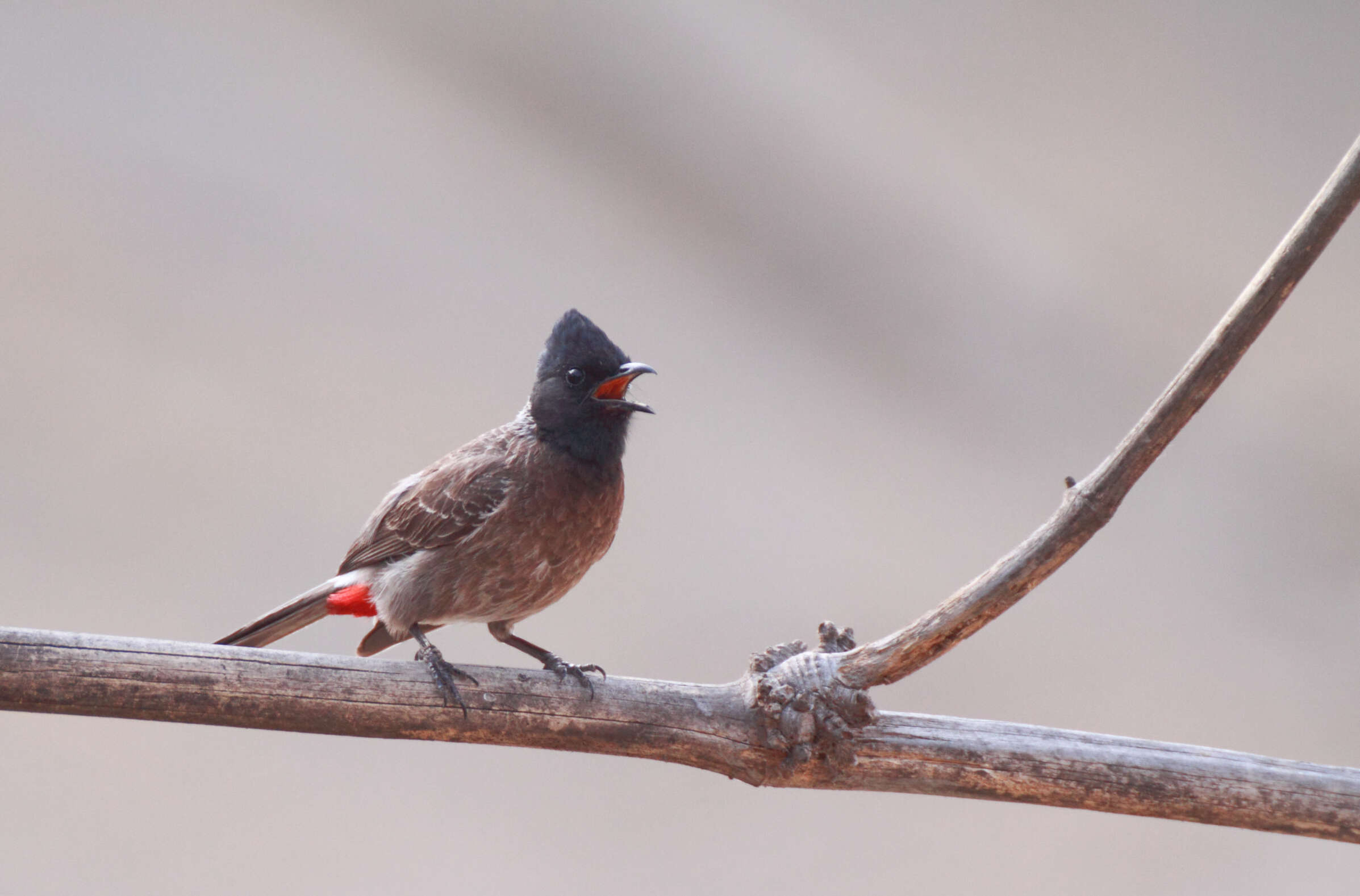 Image of Red-vented Bulbul