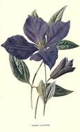 Image of Purple Clematis