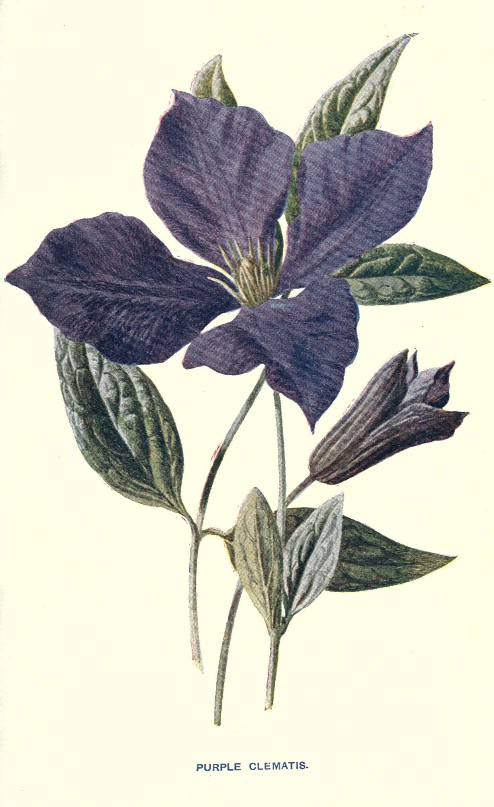 Image of Purple Clematis