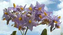 Image of Solanum paniculatum L.