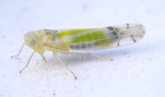 Image of Leafhopper