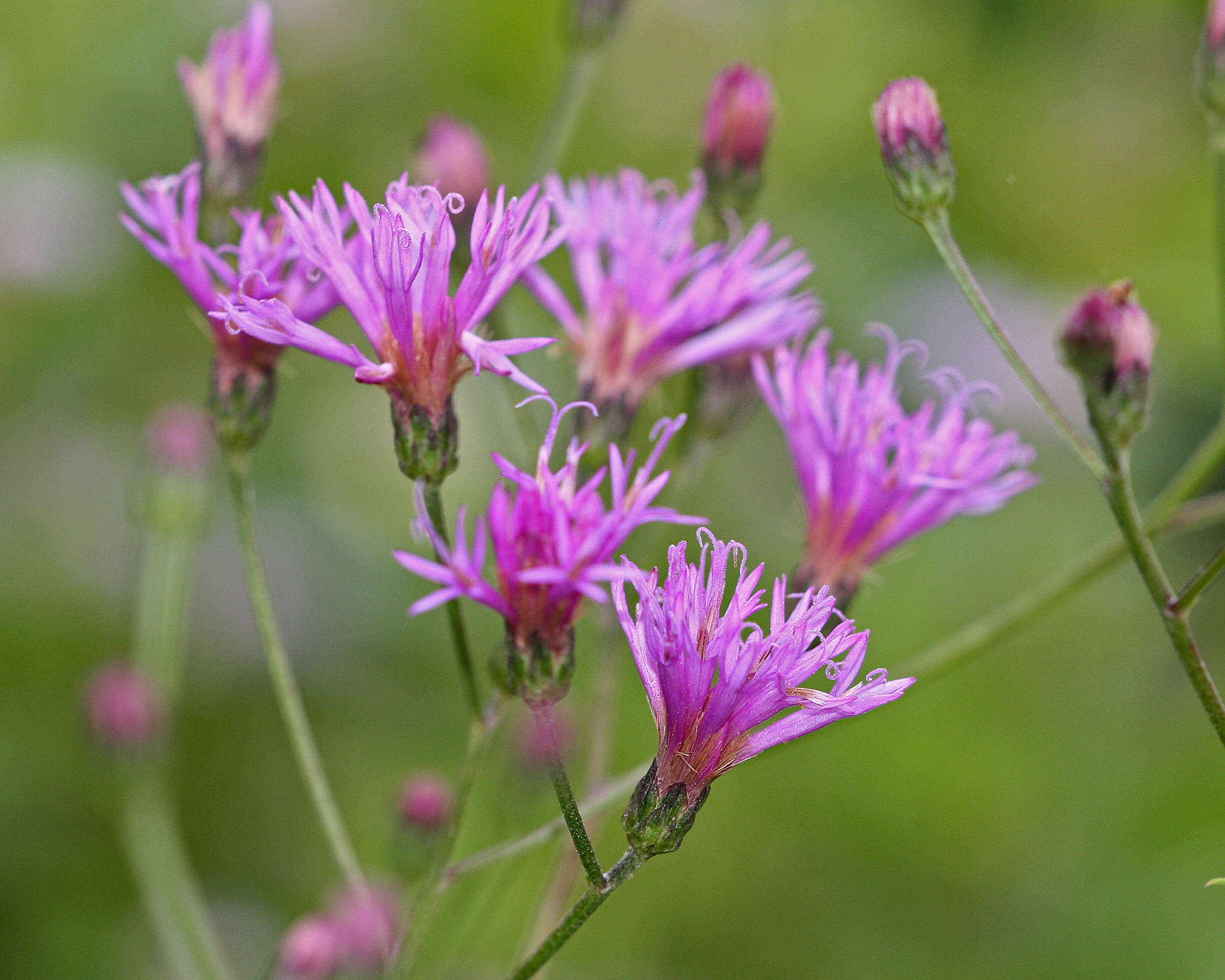 Image of ironweed