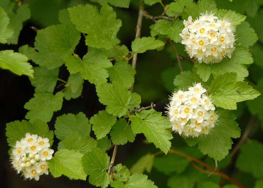 Plancia ëd Physocarpus malvaceus (Greene) Kuntze