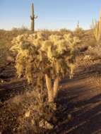 Image de Cylindropuntia fulgida var. fulgida