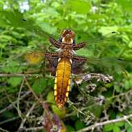 Image of Broad-bodied chaser