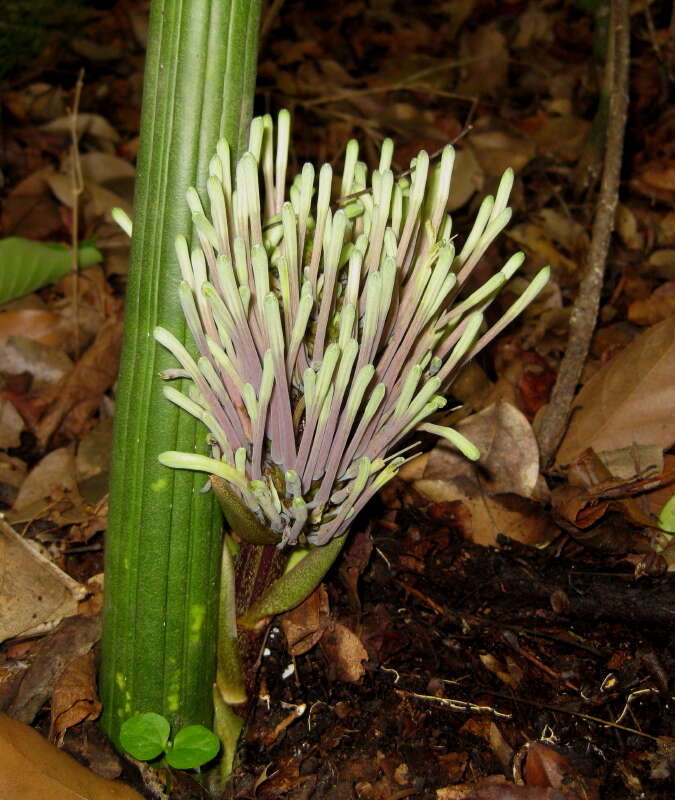 Image of Sansevieria fischeri (Baker) Marais