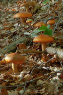 Image de Tricholoma aurantium (Schaeff.) Ricken 1914