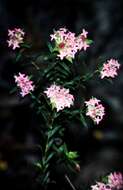 Image of Pimelea rosea subsp. rosea