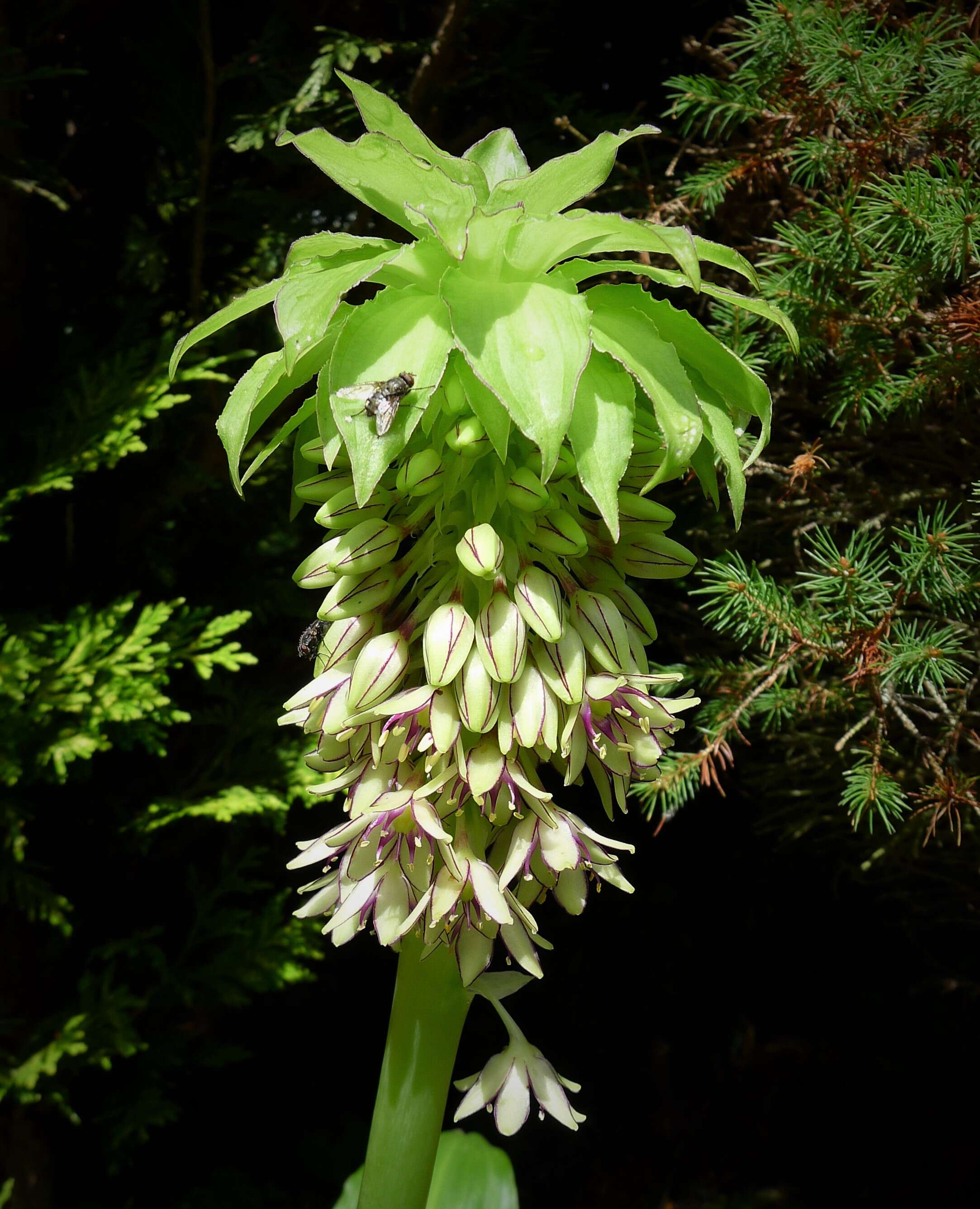 Imagem de Eucomis bicolor Baker