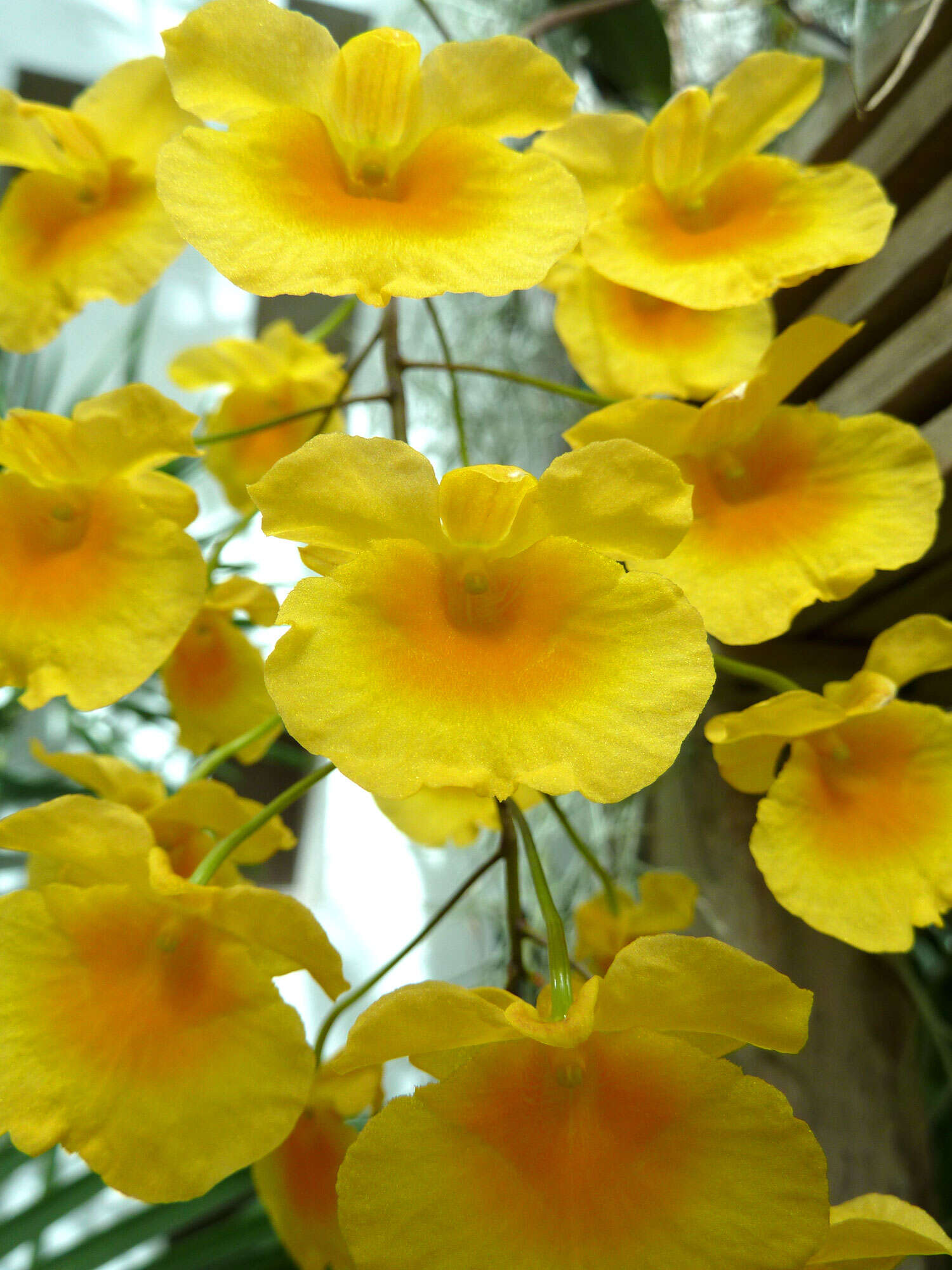 Image of Dendrobium lindleyi Steud.