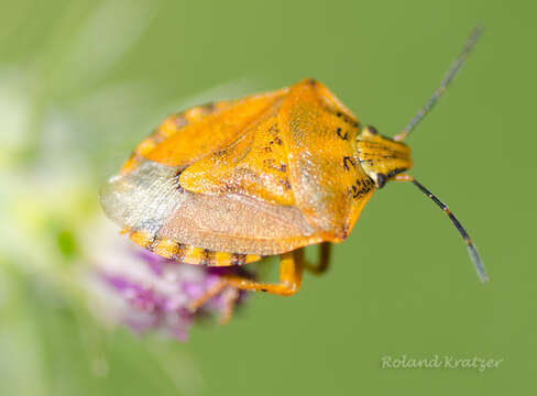 Image of Carpocoris