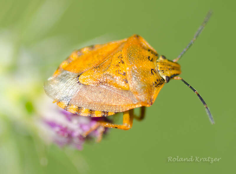 Image of Carpocoris