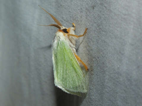 Image of slug caterpillar moths