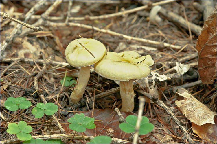 Image of Hygrophorus lucorum Kalchbr. 1874