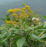 Image of Jessea cooperi (Greenm.) H. Rob. & Cuatrec.