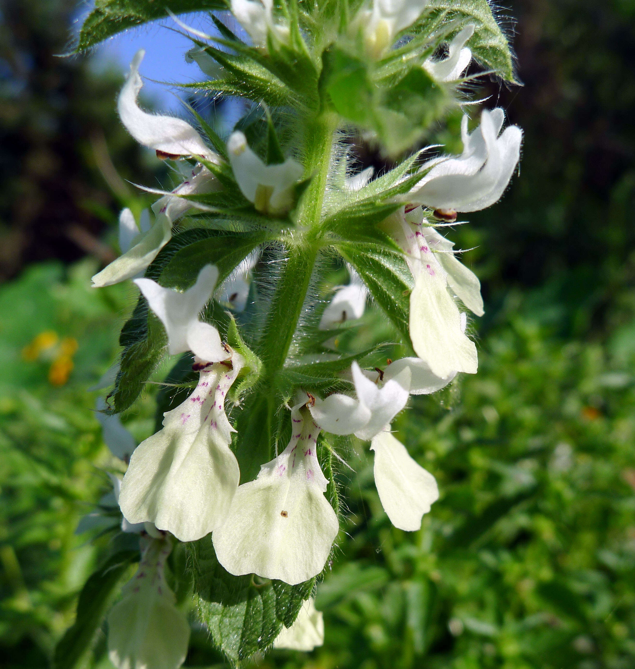 Слика од Stachys ocymastrum (L.) Briq.