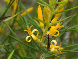 Image of Persoonia juniperina Labill.