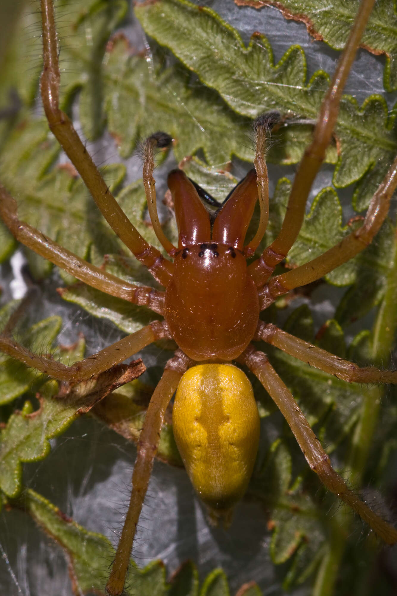 Image of Cheiracanthiidae