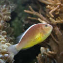 Image of Clown fish