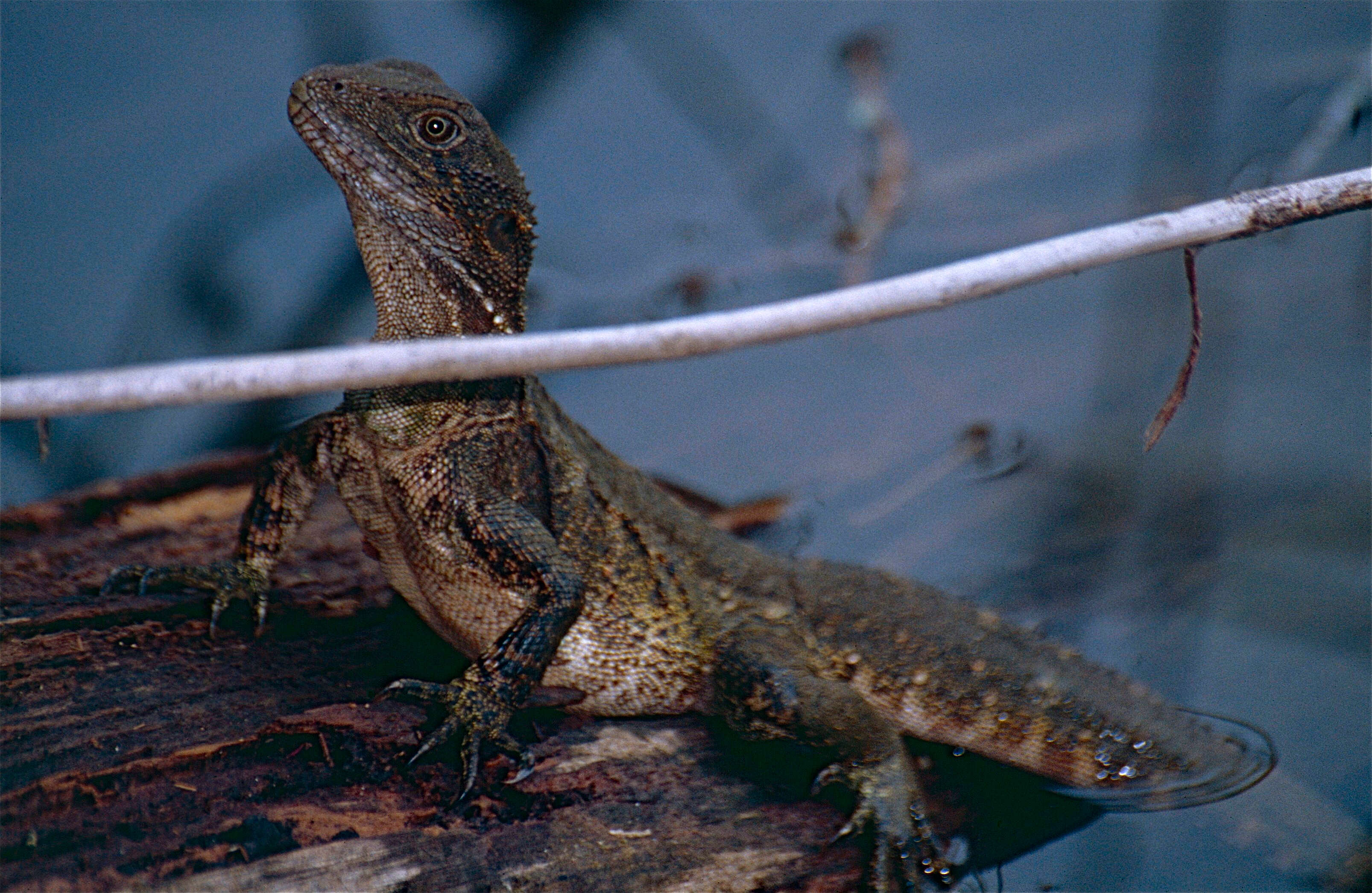 Physignathus resmi