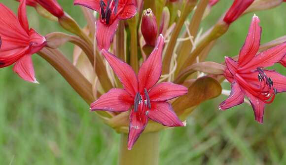 Слика од Brunsvigia natalensis Baker