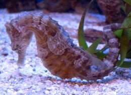 Image of Lined Seahorse