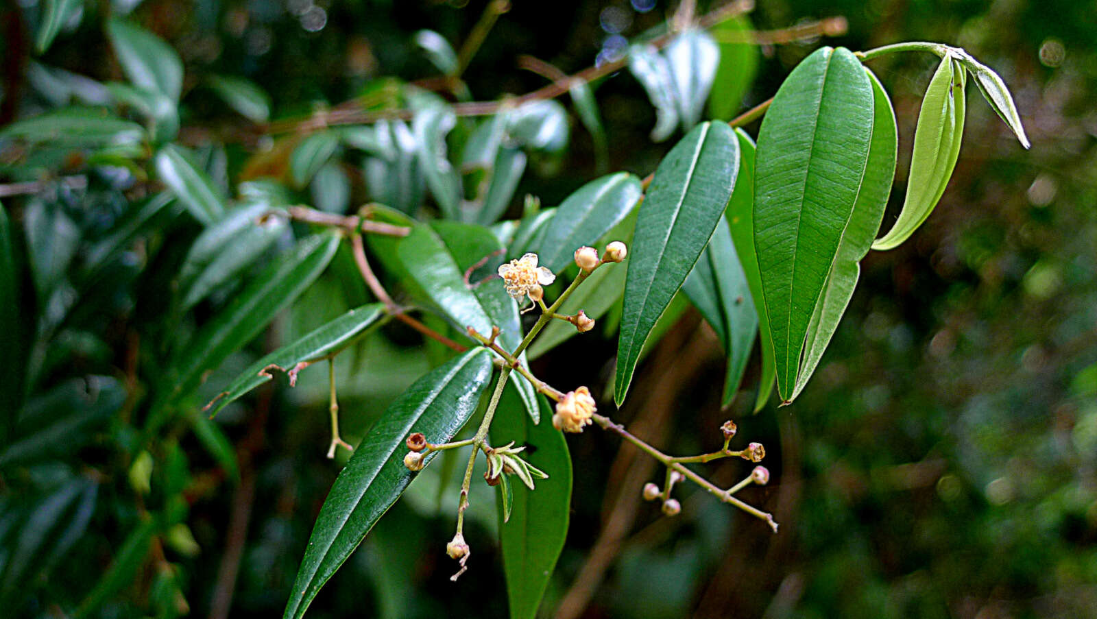 Image de Myrcia sylvatica (G. Meyer) DC.