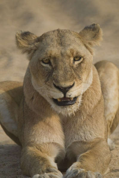 Image of African Lion