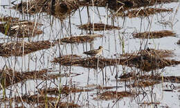 Image of Wilson's Snipe