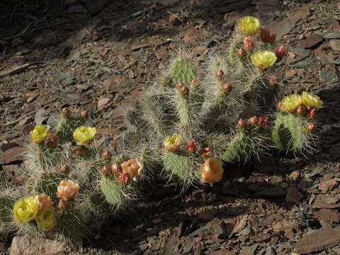 Image of grizzlybear pricklypear