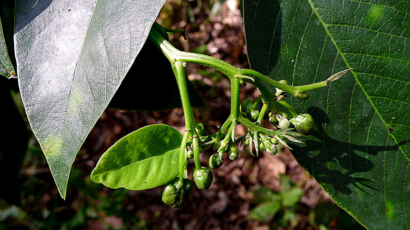 Sivun Senna georgica var. georgica kuva