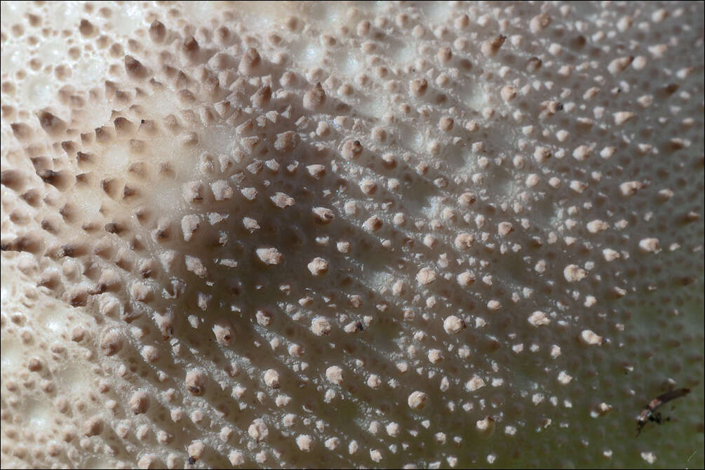 Image of Lycoperdon