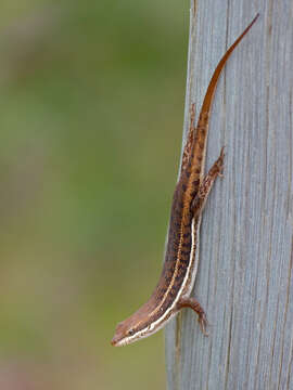 Image of Trachylepis varia (Peters 1867)