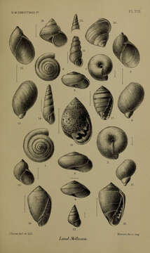 Image of Lamprocystis Pfeffer 1883